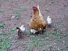 Hen and Chicks (Photo: Njei M.T.)